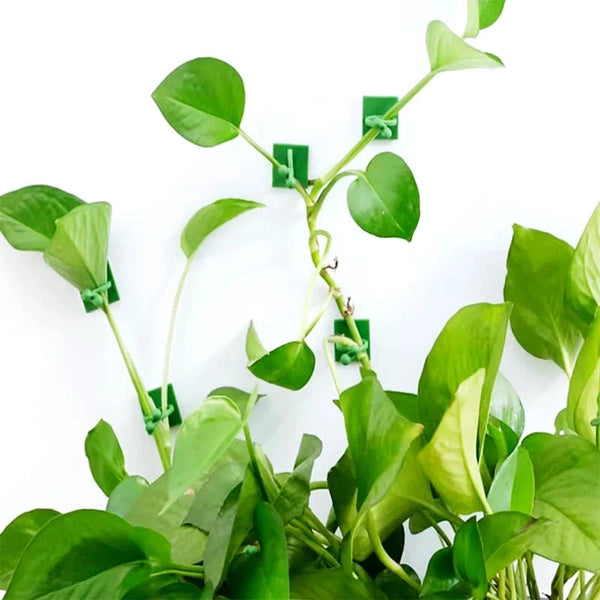 Plant Wall Clips for Climbing Plants