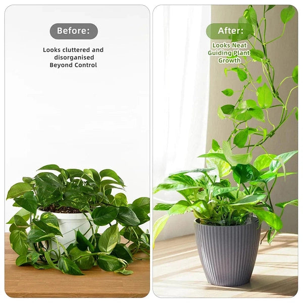 Plant Wall Clips for Climbing Plants