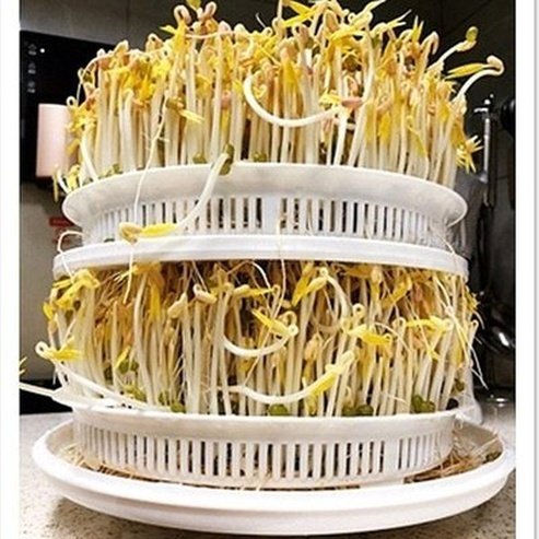 Easy & Quick 3 Layers Bean Sprout Germination Machine · Dondepiso